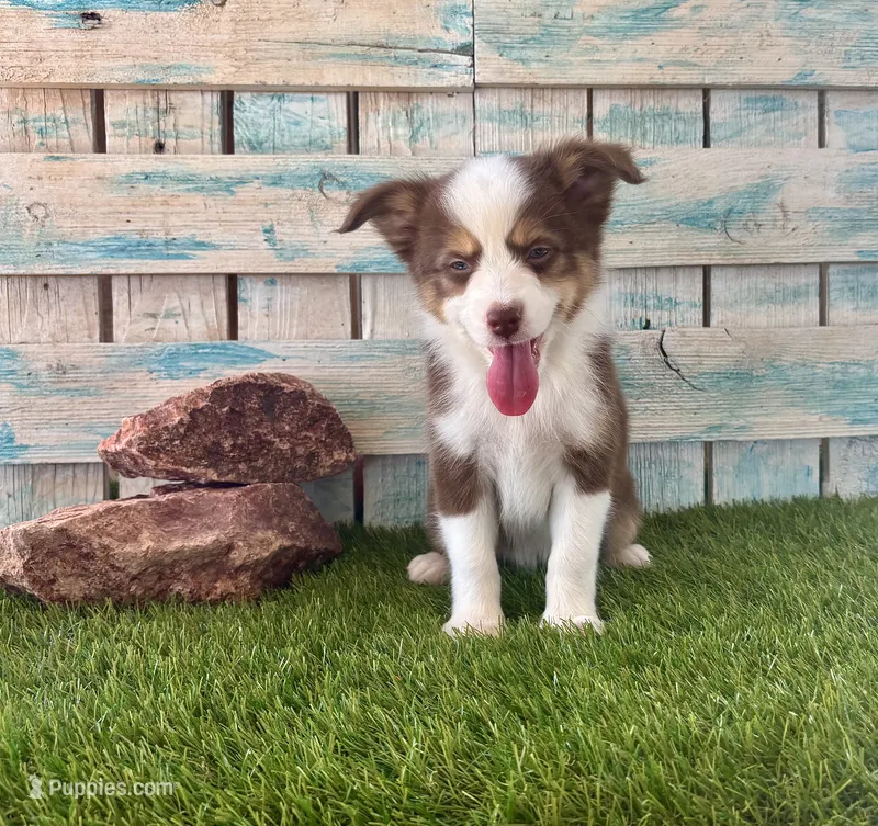 Toy Red Tri Blue Eyes Girl  – Toy Australian Shepherd puppy for sale in Quartzsite, AZ