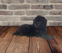 Beautiful F1 Black , a female Aussiedoodle for sale in Quartzsite, AZ – 7 of 7