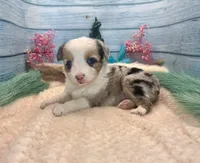 Toy Mini Butterfingers Blue Merle Blue Eyes, a female Miniature Australian Shepherd for sale in Quartzsite, AZ – 7 of 9