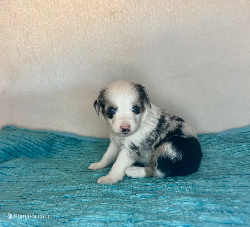 Blue Merle Blue Eyes – Toy Australian Shepherd puppy for sale in Quartzsite, AZ