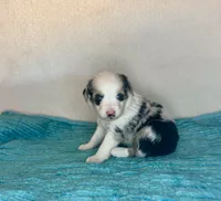 Blue Merle Blue Eyes, a female Toy Australian Shepherd for sale in Quartzsite, AZ – 1 of 5