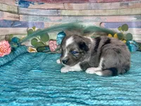F1 Toy Mini Blue Merle , a male Miniature Aussiedoodle for sale in Quartzsite, AZ – 9 of 10