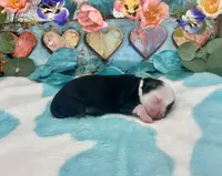 F1 Toy Mini Black Tri Bacon N Sausage, a male Miniature Aussiedoodle for sale in Quartzsite, AZ – 2 of 5