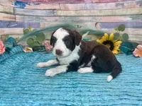 Toy Mini F1 Red Tri Tuxedo Sweetheart , a male Miniature Aussiedoodle for sale in Quartzsite, AZ – 5 of 10
