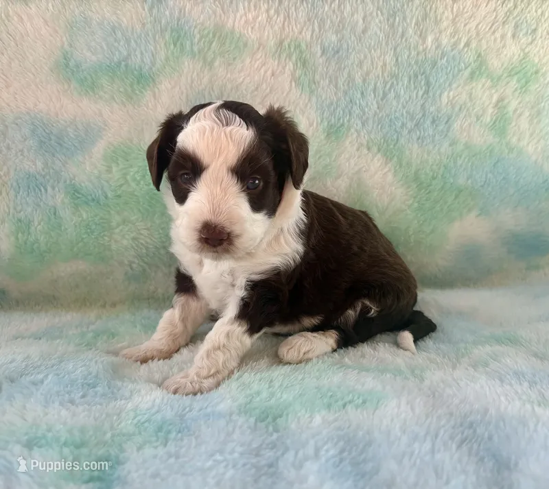 Toy Mini F1 Chocolate Red Tri Tuxedo Handsome – Aussiedoodle, Poodle - Miniature  puppy for sale in Quartzsite, AZ