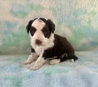 Toy Mini F1 Chocolate Red Tri Tuxedo Handsome, a male Aussiedoodle and Poodle - Miniature  for sale in Quartzsite, AZ – 1 of 7