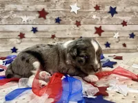 F1 Toy Mini Blue Merle Stunning , a male Miniature Aussiedoodle for sale in Quartzsite, AZ – 6 of 10