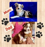 Toy Mini Red Tri Milky Way, a female Miniature Australian Shepherd for sale in Quartzsite, AZ – 5 of 5