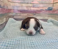 Toy Mini Red Tri Saturday, a male Miniature Australian Shepherd for sale in Quartzsite, AZ – 6 of 7