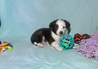 F1 Red Tri Blue Eyes Pancakes, a male Miniature Aussiedoodle for sale in Quartzsite, AZ – 4 of 8