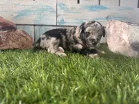 Toy Mini F2B Blue Merle , a female Poodle - Miniature  and Miniature Aussiedoodle for sale in Quartzsite, AZ – 6 of 6