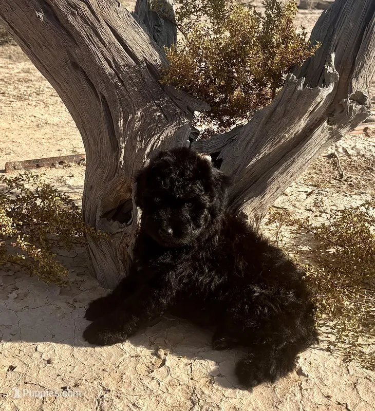 Gorgeous F1 Black  – Aussiedoodle puppy for sale in Quartzsite, AZ