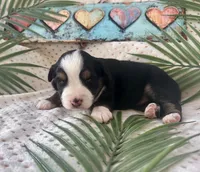 Toy Mini Tri with lots of Copper Sweet Tamale , a female Toy Australian Shepherd for sale in Quartzsite, AZ – 6 of 10