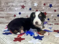 Toy Mini Beautiful Tri Sweet Tamale , a female Miniature Australian Shepherd for sale in Quartzsite, AZ – 6 of 9