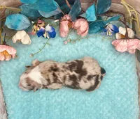 F1 Toy Mini Red Merle Phoenix , a male Miniature Aussiedoodle for sale in Quartzsite, AZ – 4 of 5