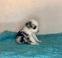 Blue Merle Blue Eyes, a female Toy Australian Shepherd for sale in Quartzsite, AZ – 5 of 5