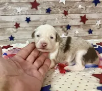 Toy Mini F1 Red Merle Parti , a female Miniature Aussiedoodle for sale in Quartzsite, AZ – 7 of 9