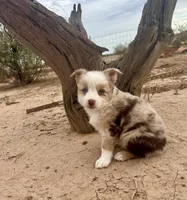 Toy Mini Red Merle Blue Eyes, a female Miniature Australian Shepherd for sale in Quartzsite, AZ – 4 of 7