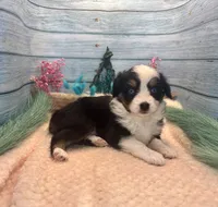 Toy Mini Blue Eyes Black Tri Almond Joy, a female Miniature Australian Shepherd for sale in Quartzsite, AZ – 7 of 9