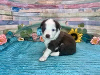 Toy Mini F1 Red and White Tri Parti , a male Miniature Aussiedoodle for sale in Quartzsite, AZ – 2 of 10
