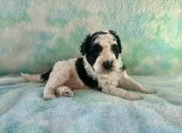 F2B Mini Black and White Parti Bi , a male Poodle - Miniature  and Miniature Aussiedoodle for sale in Quartzsite, AZ – 5 of 8