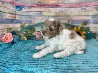 Miniature F2B Red Merle Parti , a male Aussiedoodle for sale in Quartzsite, AZ – 8 of 10