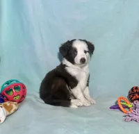 Toy Mini Blue Eyes Red Tri , a male Miniature Australian Shepherd and Toy Australian Shepherd for sale in Quartzsite, AZ – 1 of 8