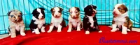 Toy Mini Coming Soon Expecting All Colors , a  Miniature Australian Shepherd for sale in Quartzsite, AZ – 5 of 10