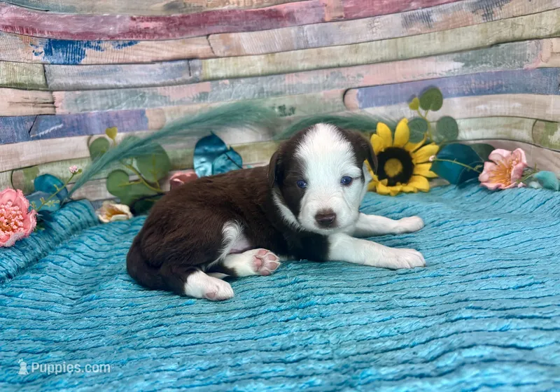 Toy Mini F1 Red and White Tri Parti  – Miniature Aussiedoodle puppy for sale in Quartzsite, AZ