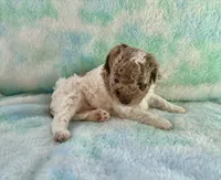 F2B Red Merle Phantom Parti Mini , a male Poodle - Miniature  and Miniature Aussiedoodle for sale in Quartzsite, AZ – 4 of 7