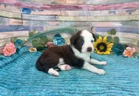 Toy Mini F1 Red and White Tri Parti , a male Miniature Aussiedoodle for sale in Quartzsite, AZ – 7 of 10