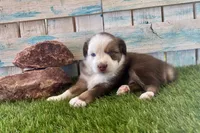 Handsome Toy Red Tri Blue Eyes, a male Toy Australian Shepherd for sale in Quartzsite, AZ – 7 of 10