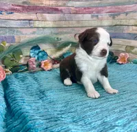 Toy Mini F1 Red and White Tri Parti , a male Miniature Aussiedoodle for sale in Quartzsite, AZ – 5 of 10