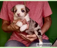 Toy Blue Merle Blue Eyes, a female Toy Australian Shepherd for sale in Quartzsite, AZ – 3 of 8