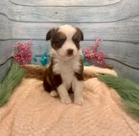 Toy Mini Red Tri Blue Eyes Milky Way, a female Miniature Australian Shepherd for sale in Quartzsite, AZ – 3 of 10