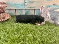 Toy Beautiful Black Tri , a female Toy Australian Shepherd for sale in Quartzsite, AZ – 6 of 7