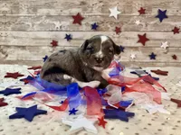 F1 Toy Mini Blue Merle Stunning , a male Miniature Aussiedoodle for sale in Quartzsite, AZ – 8 of 10