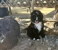 F1 Black and White Tuxedo Bi, a male Aussiedoodle for sale in Quartzsite, AZ – 6 of 6