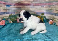 Mini F2B Black White Parti Stunning , a male Aussiedoodle for sale in Quartzsite, AZ – 4 of 10