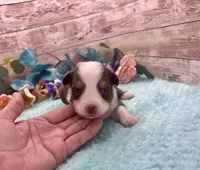 Toy Mini Red Tri Milky Way Blue Eyes, a female Miniature Australian Shepherd for sale in Quartzsite, AZ – 5 of 10