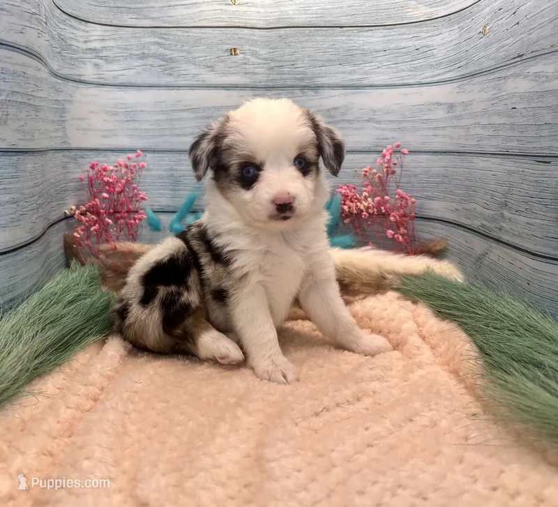 Toy Mini Blue Merle Blue Eyes Baby Ruth – Miniature Australian Shepherd puppy for sale in Quartzsite, AZ
