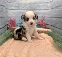 Toy Mini Blue Merle Blue Eyes Baby Ruth, a female Miniature Australian Shepherd for sale in Quartzsite, AZ – 1 of 10