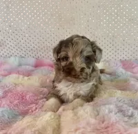 Toy Mini Red Merle F1B Aussiedoodle, a female Miniature Aussiedoodle for sale in Quartzsite, AZ – Photo 2 of 10