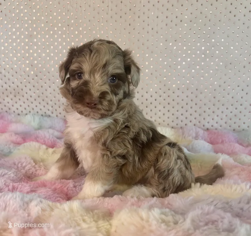 Toy Mini Red Merle F1B Aussiedoodle – Miniature Aussiedoodle puppy for sale in Quartzsite, AZ