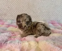 Toy Mini Red Merle F1B Aussiedoodle, a female Miniature Aussiedoodle for sale in Quartzsite, AZ – Photo 7 of 10