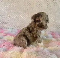 Toy Mini Red Merle F1B Aussiedoodle, a female Miniature Aussiedoodle for sale in Quartzsite, AZ – Photo 5 of 10