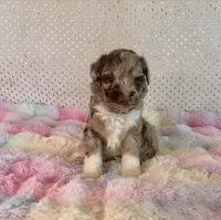 Toy Mini Red Merle F1B Aussiedoodle, a female Miniature Aussiedoodle for sale in Quartzsite, AZ – Photo 4 of 10