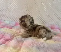 Toy Mini Red Merle F1B Aussiedoodle, a female Miniature Aussiedoodle for sale in Quartzsite, AZ – Photo 6 of 10