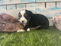 Toy Mini Tri Sweet Tamale , a female Toy Australian Shepherd for sale in Quartzsite, AZ – 8 of 9