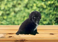 F1 Toy Mini Tuxedo Bi Tempe Blue Eyes , a female Miniature Aussiedoodle for sale in Quartzsite, AZ – 2 of 5